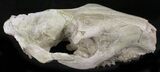 Oreodont (Merycoidodon) Partial Skull - Wyoming #27578-1
